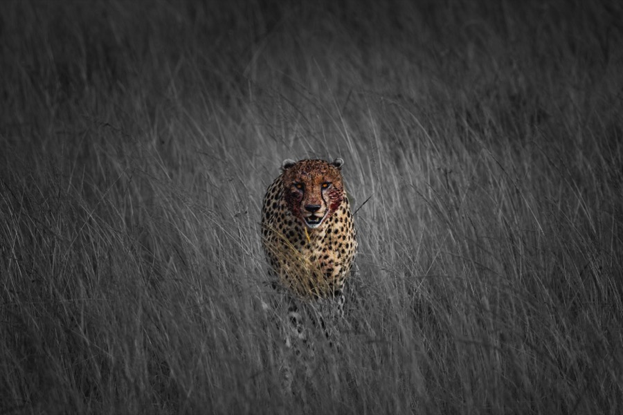 Photo by Andrew Russell